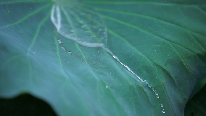 雨中的荷叶露珠滴落