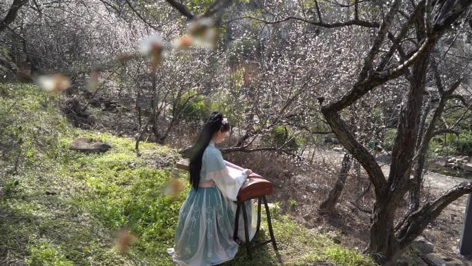 弹古筝 梅花盛开 美女 高山流水 腊梅