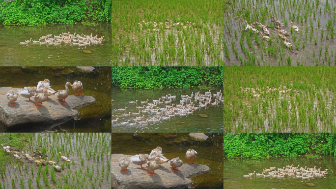 【原创】农村养殖业散养家鸭在水稻田里觅食