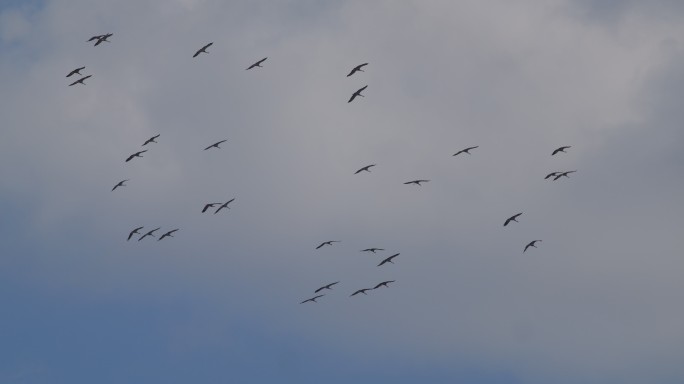 天空翱翔的鹤群