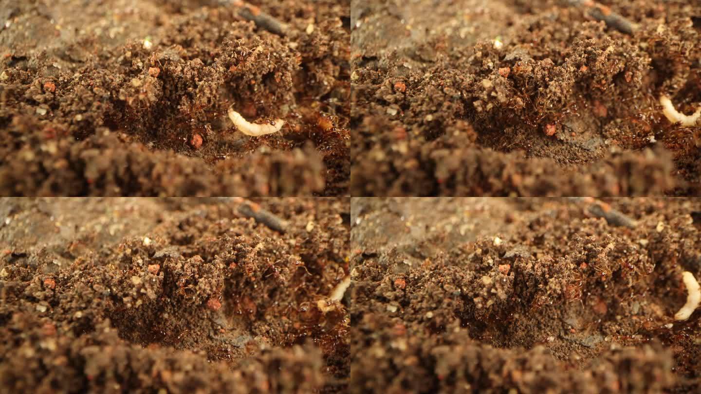 红火蚁运送物资蚂蚁运食物蚂蚁筑巢