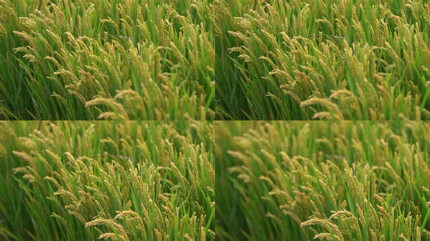 丰收节高清升格水稻视频