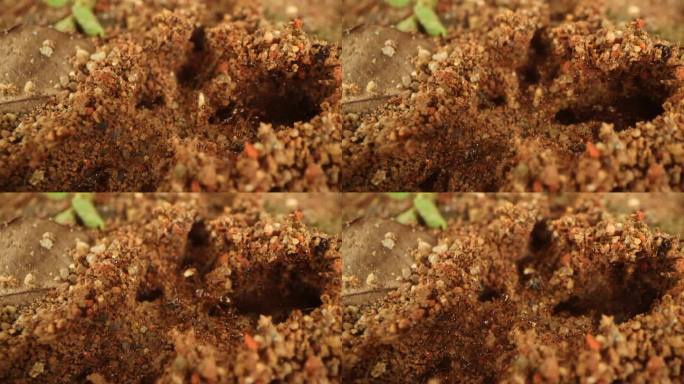 红色蚂蚁运送物资勤劳的蚂蚁