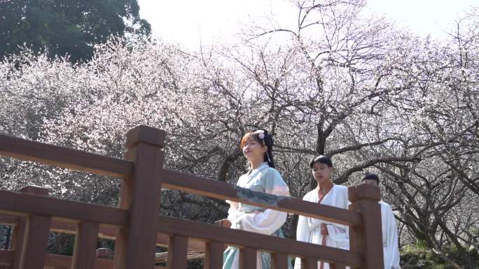 赏花 梅花 腊梅 青年男女 飘雪般