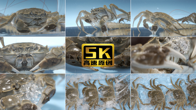 5K -螃蟹养殖，鲜活螃蟹展示
