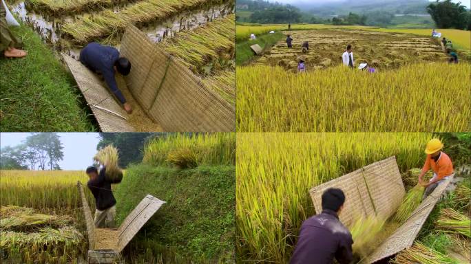 人工割稻 农民劳作 田间地头