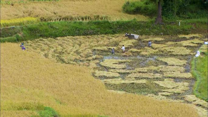 人工割稻 农民劳作 田间地头