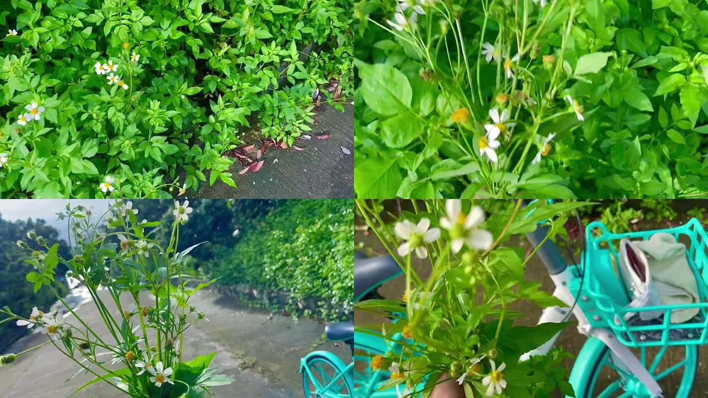 雨后骑单车路边采花