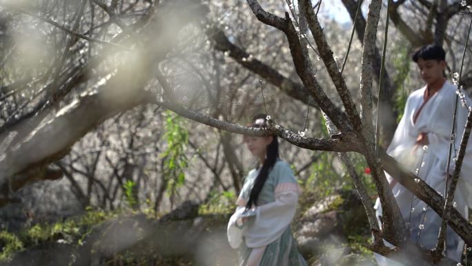 赏花 梅花 腊梅 青年男女 飘雪般