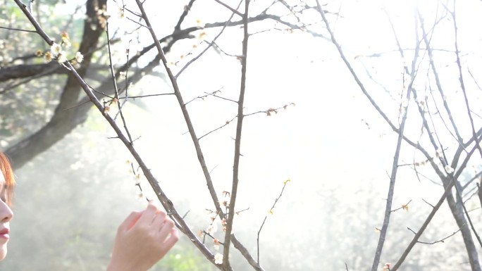 梅花 盛开 白色梅花 山涧 小溪 赏梅花