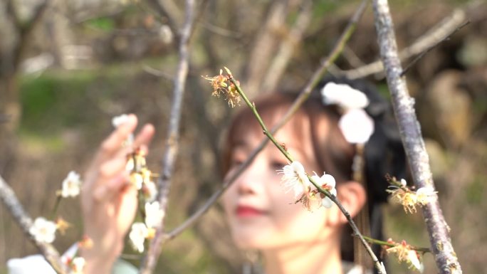 梅花 盛开 白色梅花 山涧 小溪 赏梅花