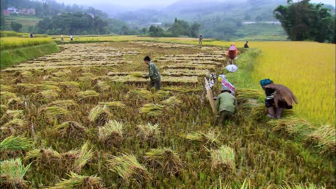 人工割稻 农民劳作 田间地头