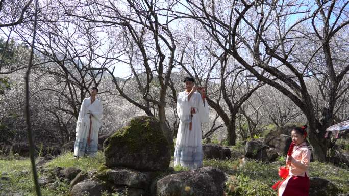 花仙子 腊梅 梅花盛开 流水 花瓣 赏花