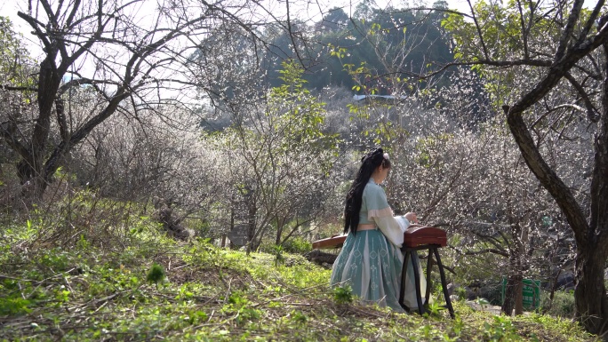 弹古筝 梅花盛开 美女 高山流水 腊梅