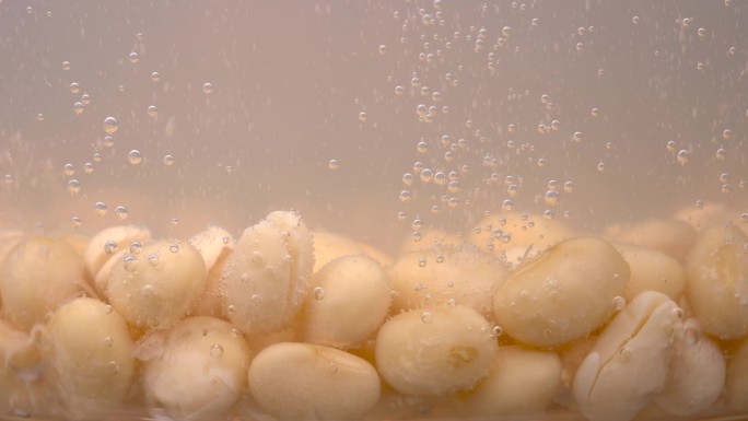 黄豆大豆在透明容器里煮冒气泡