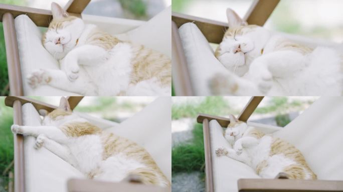睡觉的猫咪橘猫田园猫可爱的猫