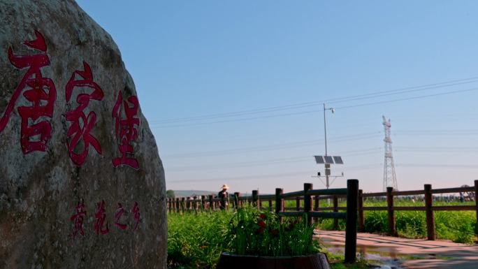 大同唐家堡黄花种植基地