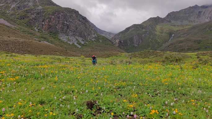 攀登阿沙贡格雪山的登山者徒步行走在花海中