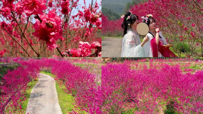 （合集）桃花汉服女孩