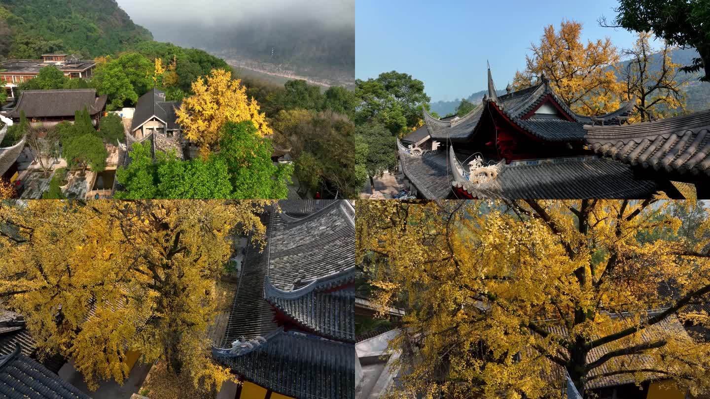 重庆市北碚区温泉寺银杏