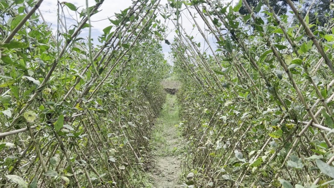 农村农业蔬菜种植地