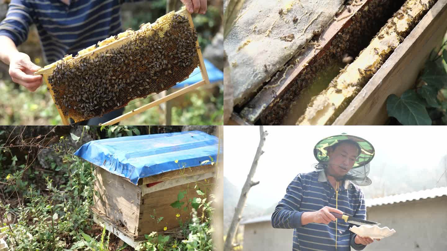 蜂农与蜜蜂