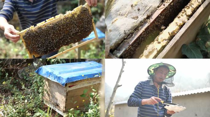 蜂农与蜜蜂