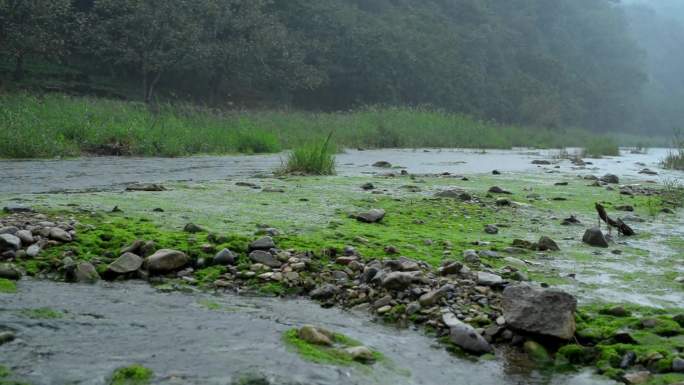 鸭子 鹅 戏水 下雨 青山绿水 小河