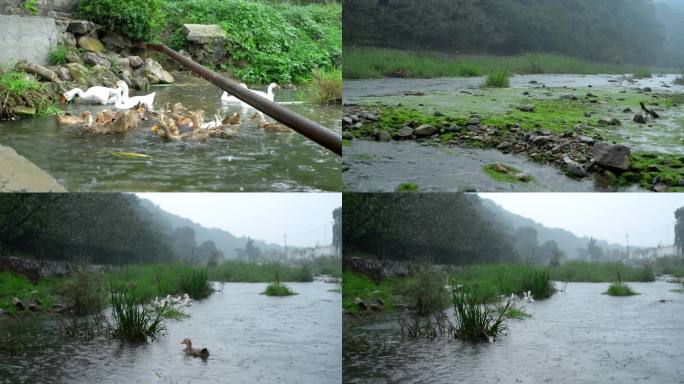 鸭子 鹅 戏水 下雨 青山绿水 小河