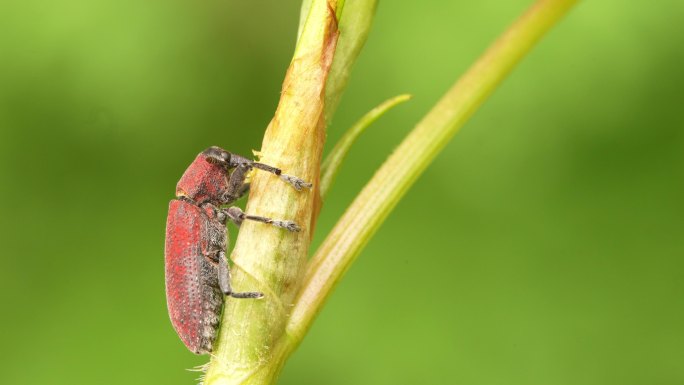 昆虫世界：大理棕红象甲