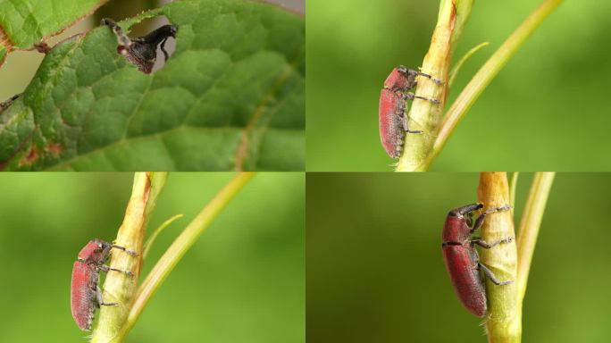 昆虫世界：大理棕红象甲