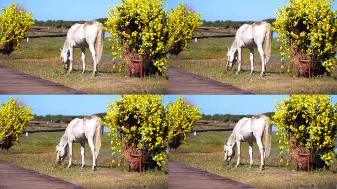 马 马吃草 野马 野生动物 白马 生态