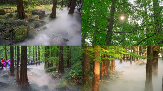 北京国家植物园水杉喷雾