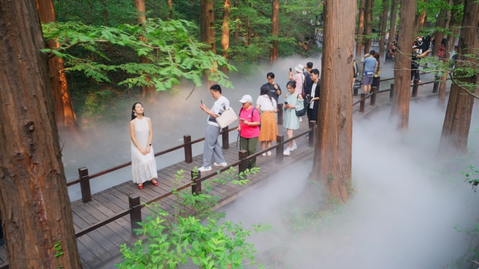 北京国家植物园水杉喷雾