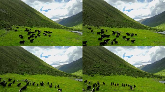 四川甘孜航拍横断山脉库楚雪山下牦牛牧场