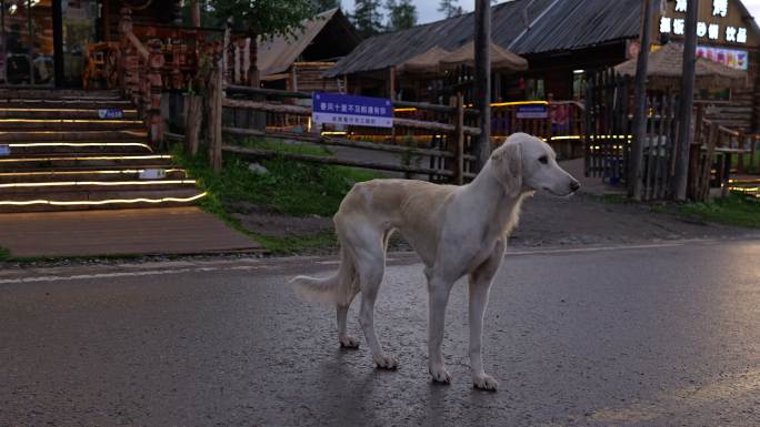 猎犬在村里悠闲地溜达