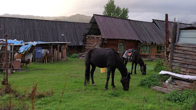 马在牧民村庄的草地上悠闲地吃草