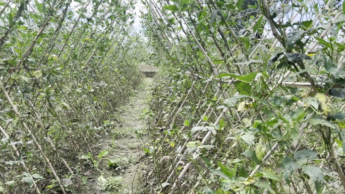 农村农业蔬菜种植地