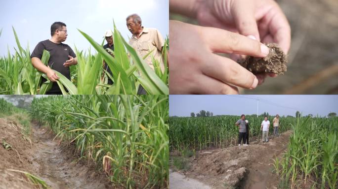 【4K】玉米排涝 玉米排水 玉米病情分析