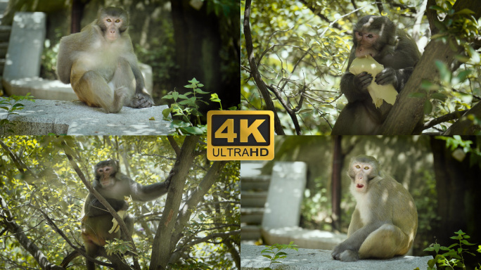 4K野生猴子野生动物宣传片素材