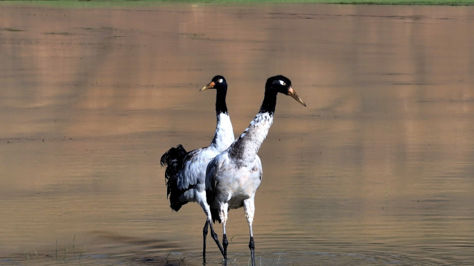 西藏阿里湖水中的黑颈鹤