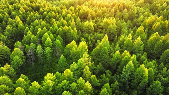 航拍森林阳光自然风景生态环境