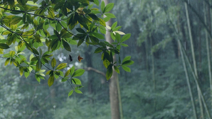 雨中竹林意境唯美禅意