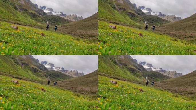 攀登阿沙贡格雪山的登山者徒步行走在花海中