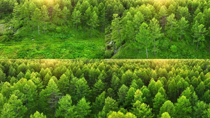 森林生态大自然松树林
