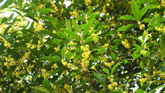 桂花树开满桂花，轻风佛动