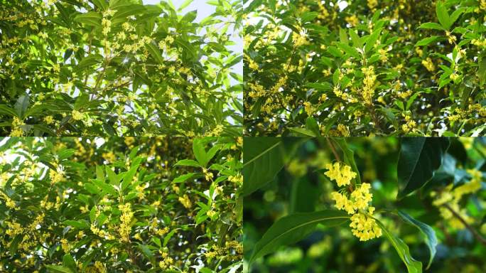 桂花树开满桂花，轻风佛动