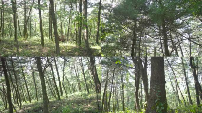 茂密的原始森林丛林树林树木