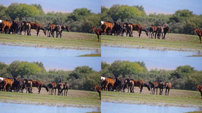 新疆 昭苏 湿地公园 马 马群  马喝水