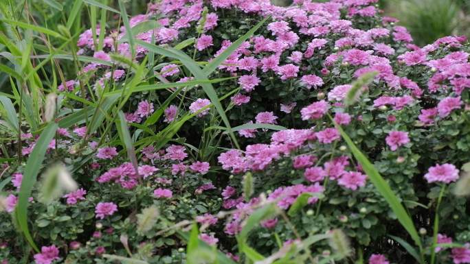 小清新鲜花阳光和粉紫色菊花_高清4k